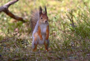  Image name: scoiattolo rosso.jpg 
 width: 296 pixel 
 height: 202 pixel 
 Size: 24549 bytes 
 Click to enlarge 